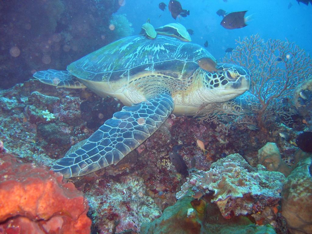 Happy Gecko Dive Resort Bunaken Exterior foto